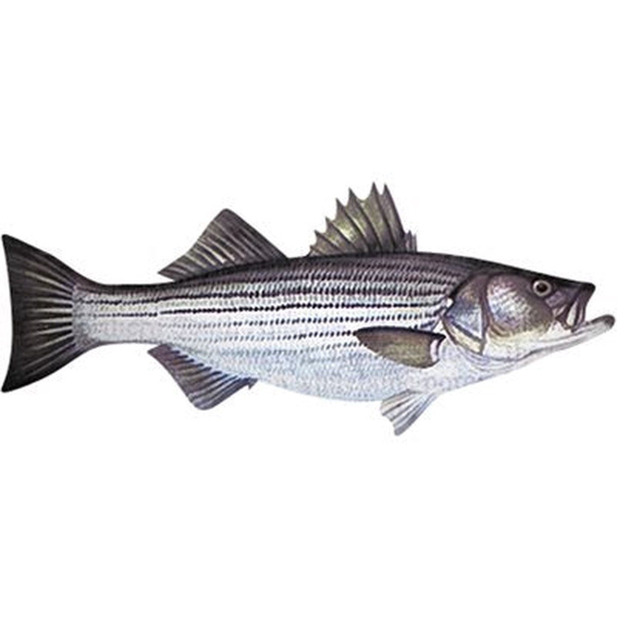 Stripped bass